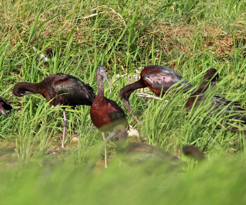 Glossy Ibis - breeding_0425.jpg