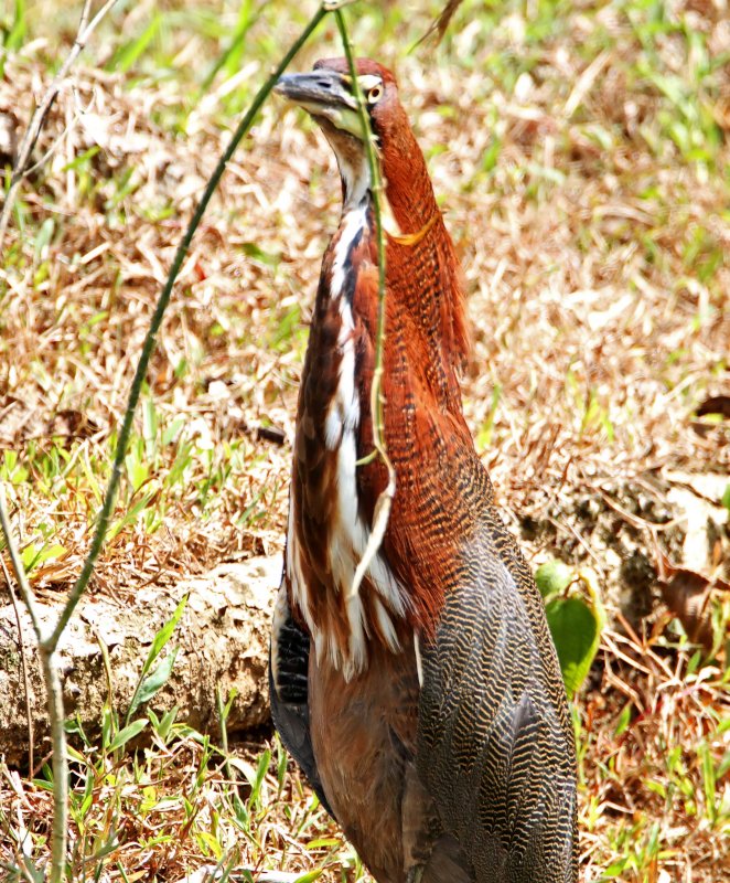 Rufescent Tiger-Heron - adult_6961.jpg