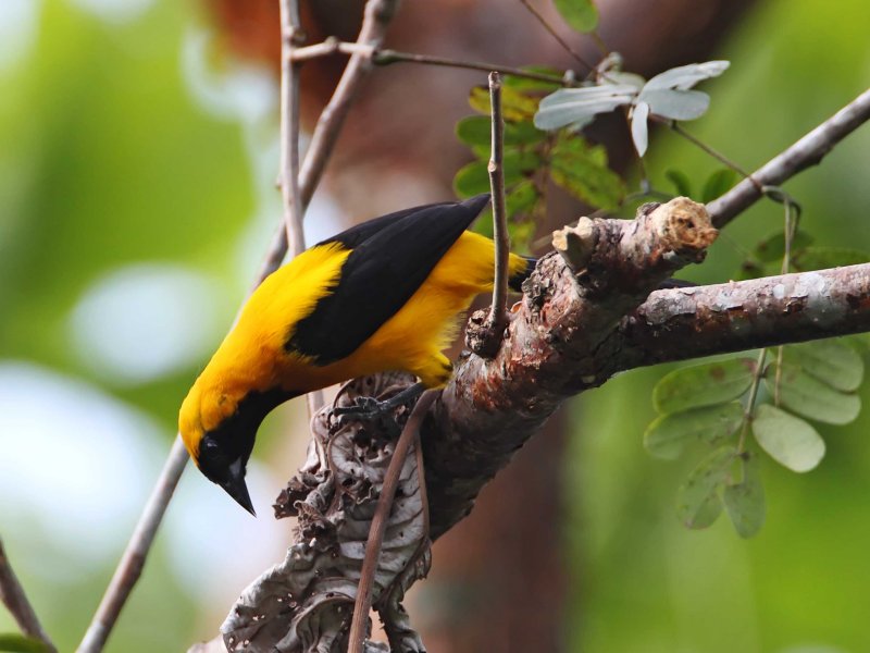 Yellow-backed Oriole_5943.jpg