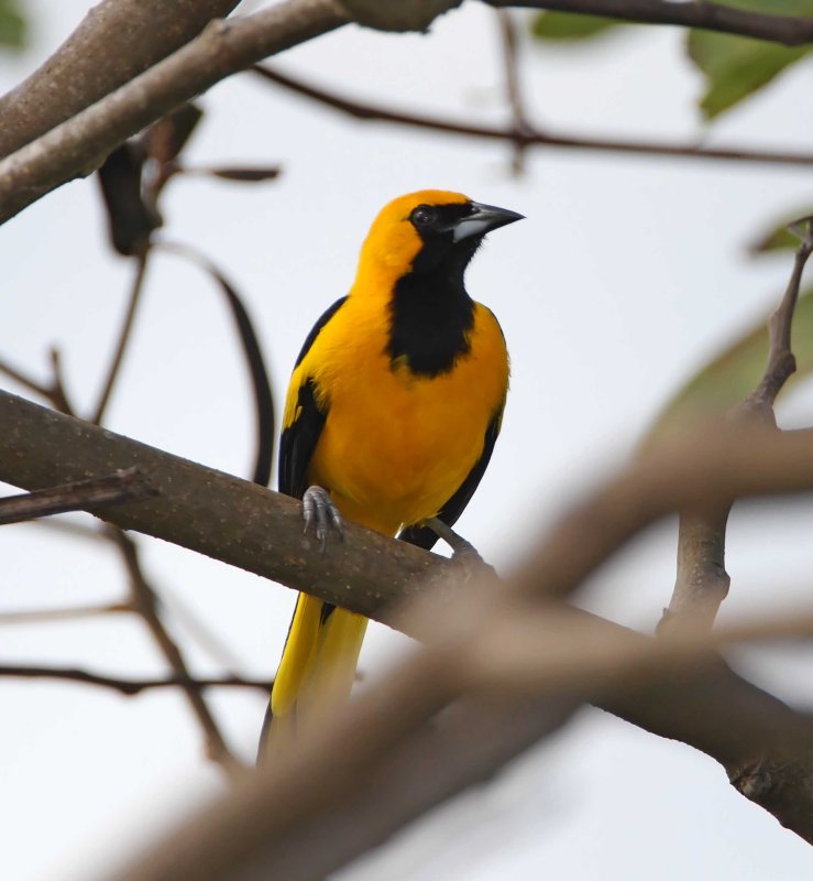 Yellow-tailed Oriole_6808.jpg