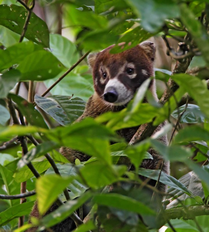White-nosed Coati_8630.jpg