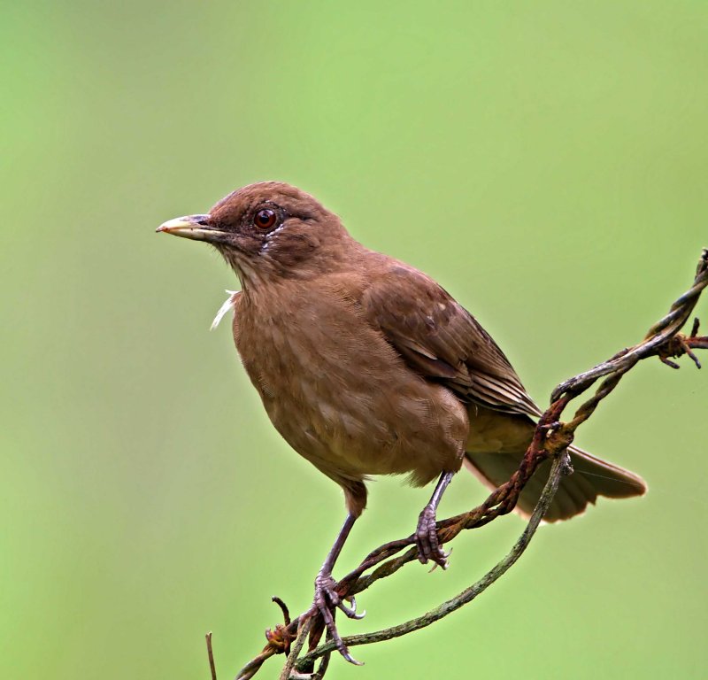 Clay-colored Thrush_9797.jpg
