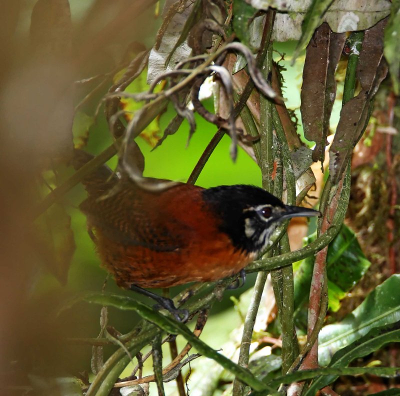 Bay Wren_9490.jpg