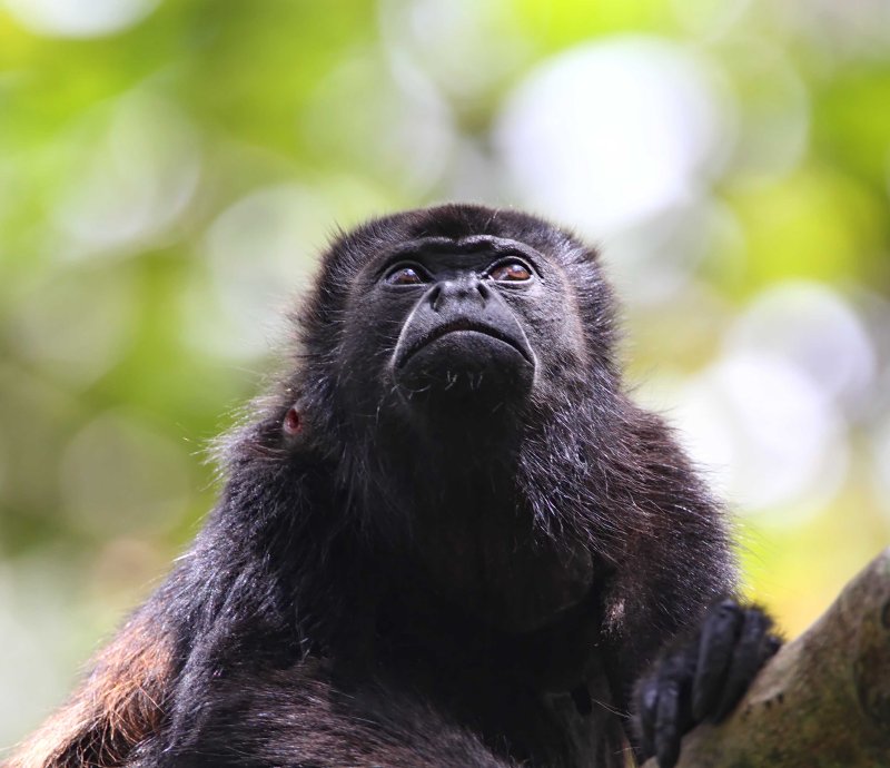 Mantled Howler Monkey with botfly infestation_8784.jpg