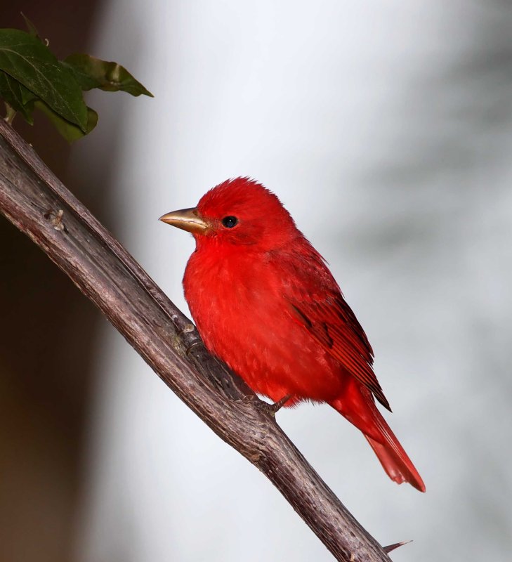 Summer Tanager - male_1546.jpg