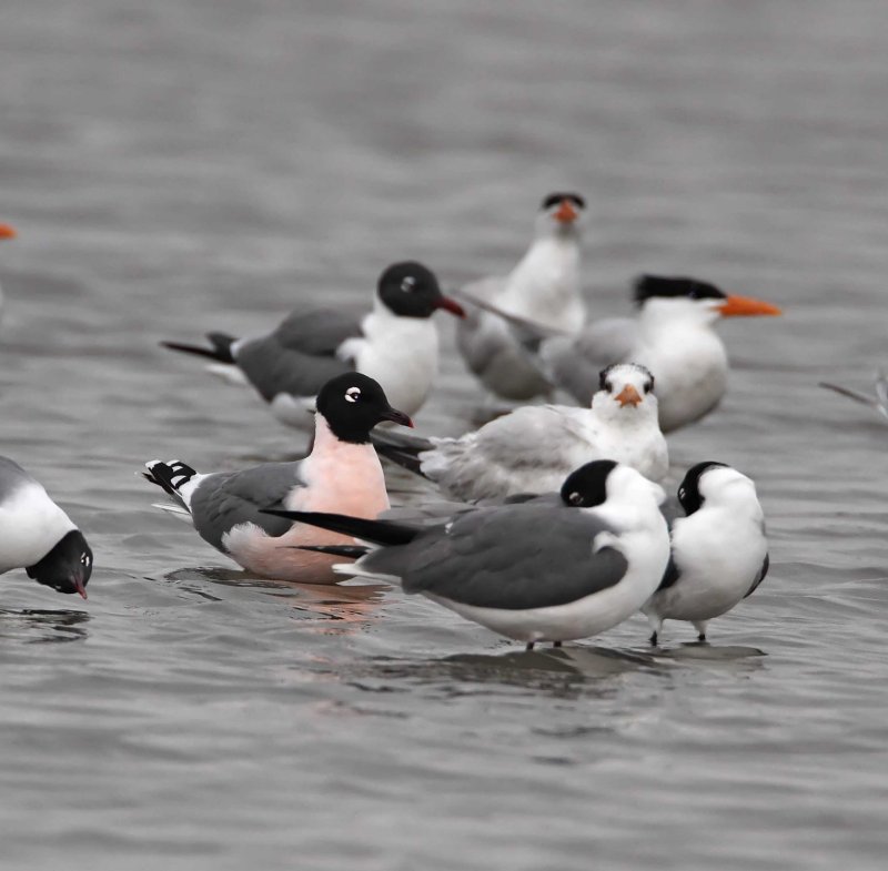 Franklins Gull - breeding_1294.jpg