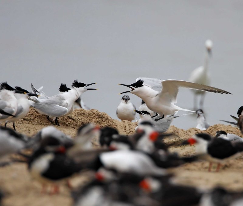 Sandwich Terns_1408.jpg