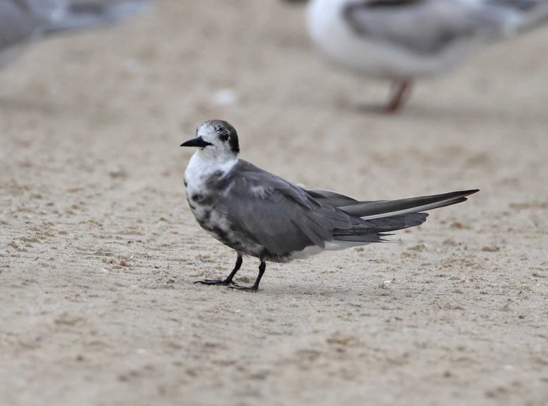 Black Tern_1403.jpg