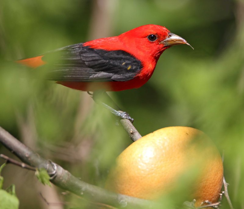 Scarlet Tanager - breeding male_1906 copy.jpg
