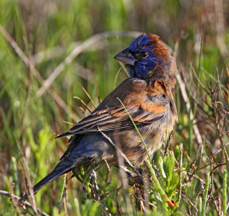Blue Grosbeak - 1st year male_2069.jpg