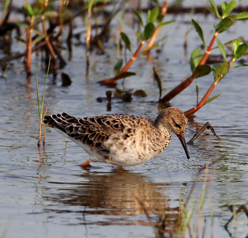 Ruff - breeding female at Anahuac NWR_2495.jpg