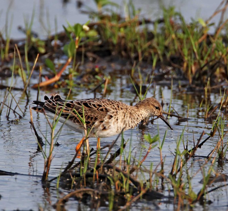 Ruff - breeding female at Anahuac NWR_2522.jpg