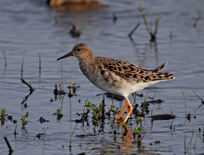 Ruff - breeding female at Anahuac NWR_2524.jpg