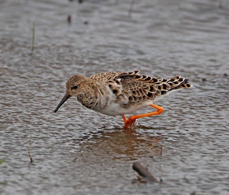 Ruff - breeding female at Anahuac NWR_2781.jpg