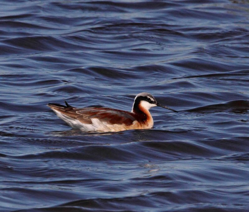 Wilsons Phalarope - female breeding_2926.jpg