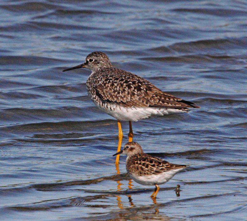 Least Sandpiper and Greater Yellowlegs_2897.jpg