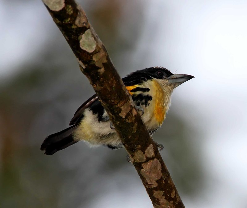Spot-crowned Barbet - male_9725.jpg