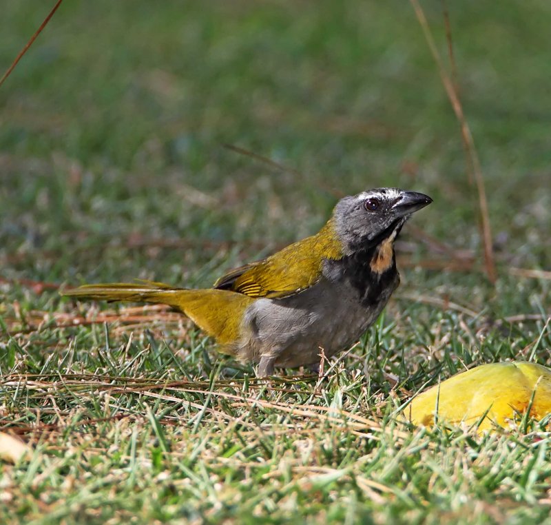 Buff-throated Saltator_9622.jpg