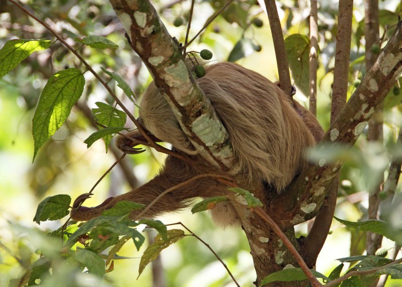 Hoffmanns Two-toed Sloth_6141.jpg