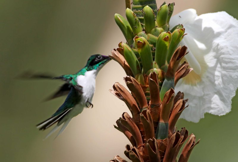 Purple-crowned Fairy - male_8503.jpg