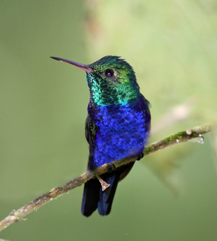 Violet-bellied Hummingbird - male_8552 copy.jpg