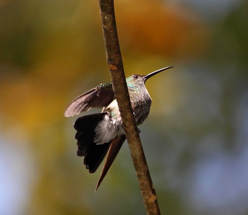 White-vented Plumeleteer - female_0027.jpg