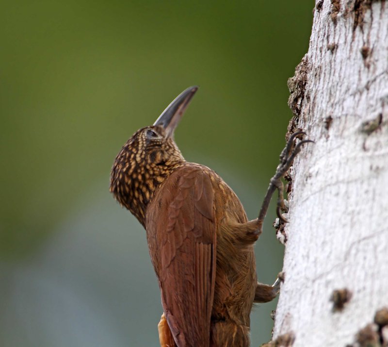 Cocoa Woodcreeper_6161.jpg