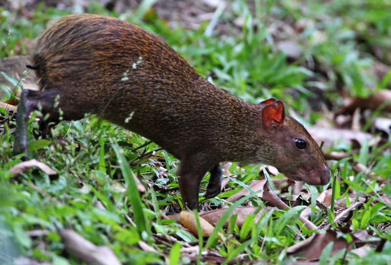 Central American Agouti_6129.jpg