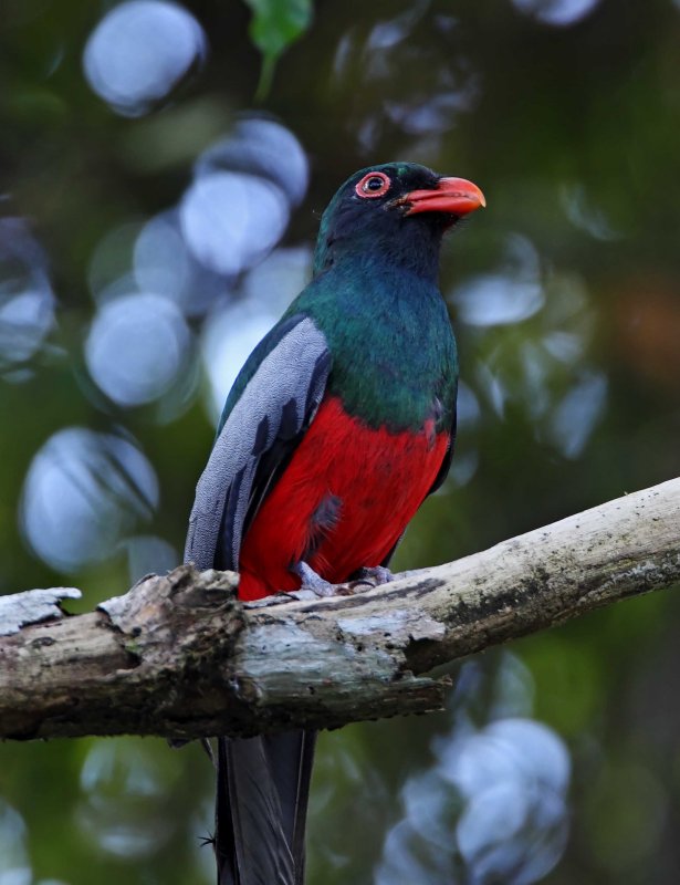 Slaty-tailed Trogon - male_6116.jpg