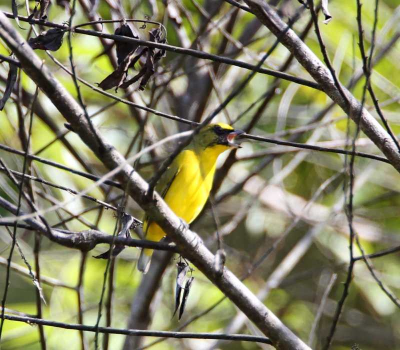 Thick-billed Euphonia - juvenile male_6864.jpg