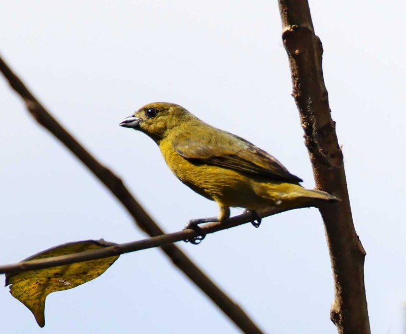 Yellow-crowned Euphonia - female_6000.jpg