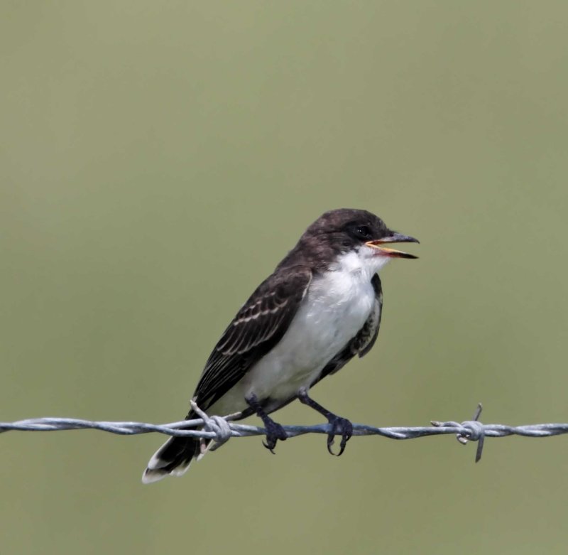 Eastern Kingbird - juvenile_9949.jpg