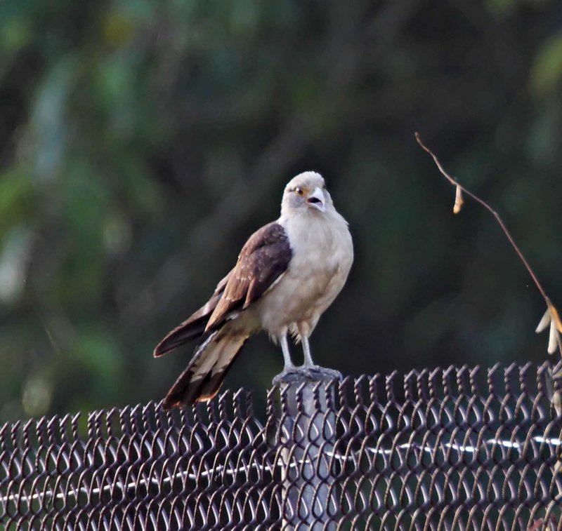 Yellow-headed Caracara - adult_6420.jpg