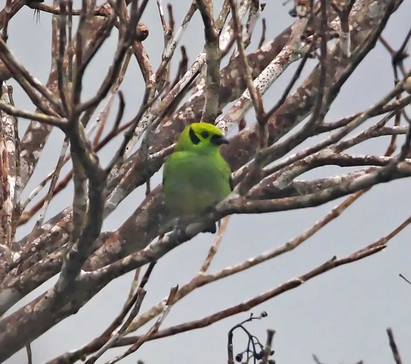 Emerald Tanager_0235.jpg