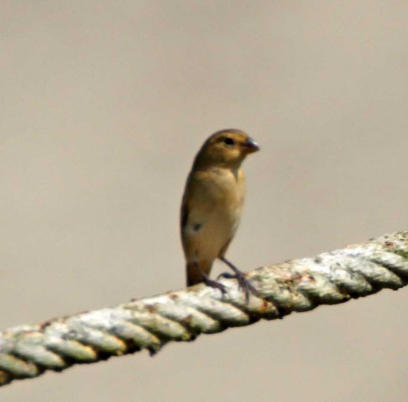 Ruddy-breasted Seedeater - female_8020.jpg
