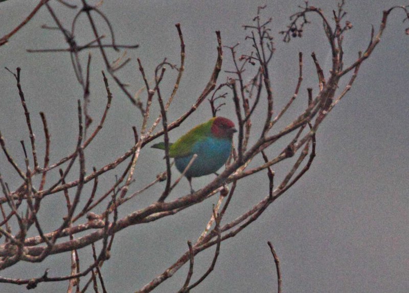 Bay-headed Tanager_0215.jpg