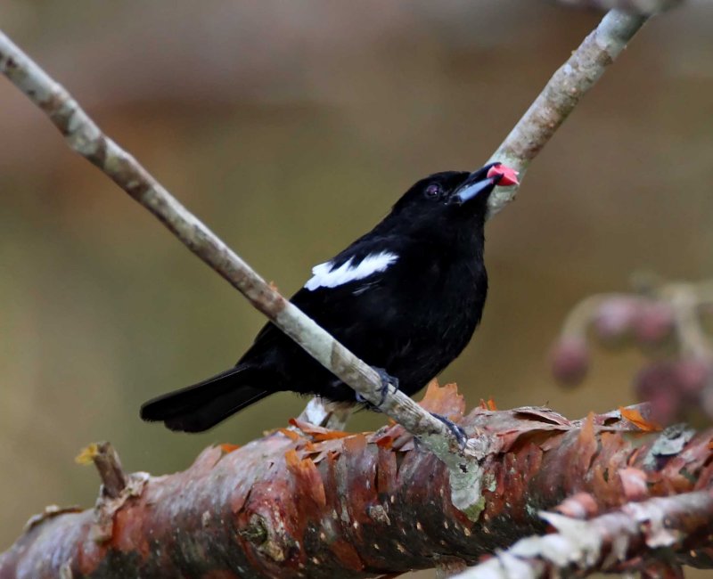 White-shouldered Tanager_7822.jpg