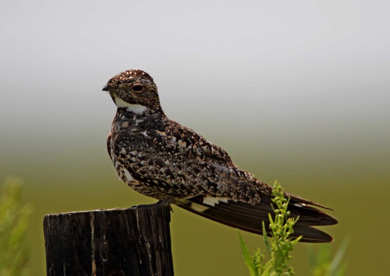 Common Nighthawk - male_0188.jpg