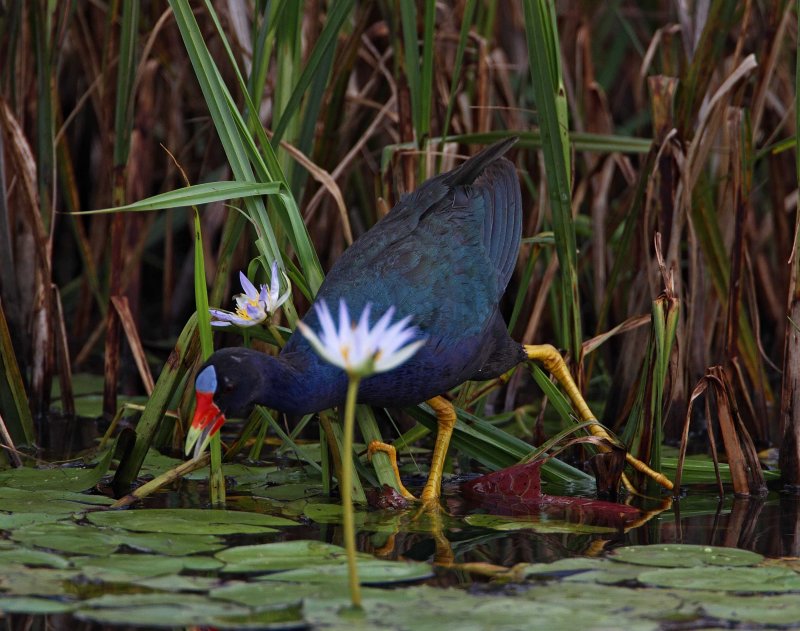 Purple Gallinule_0036.jpg