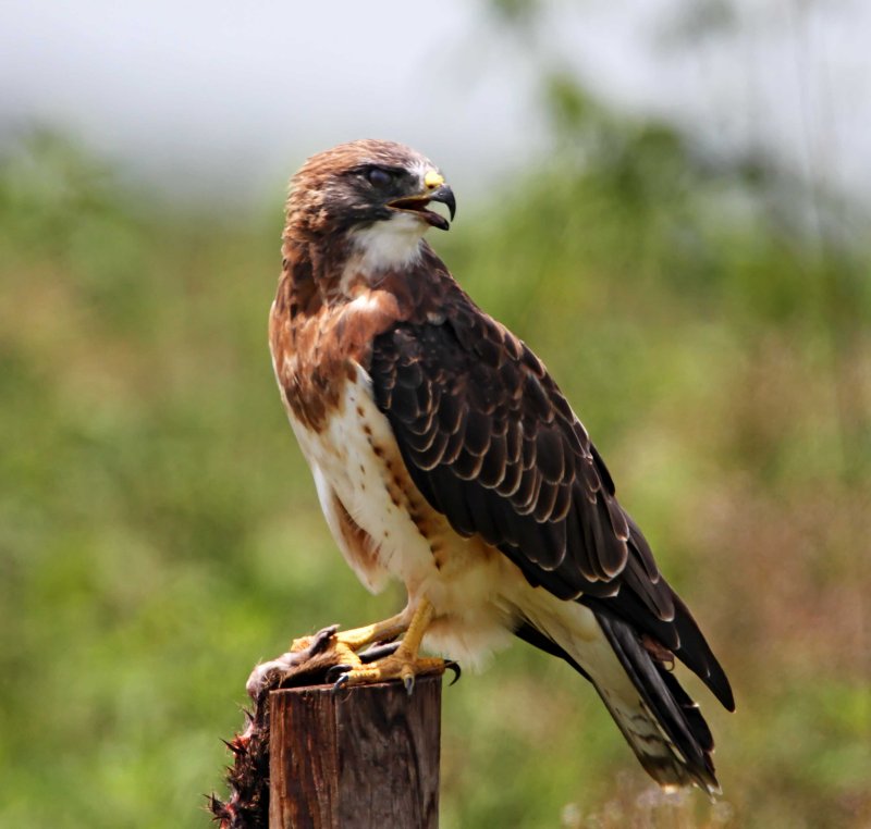 Swainsons Hawk - light morph adult_0735.jpg