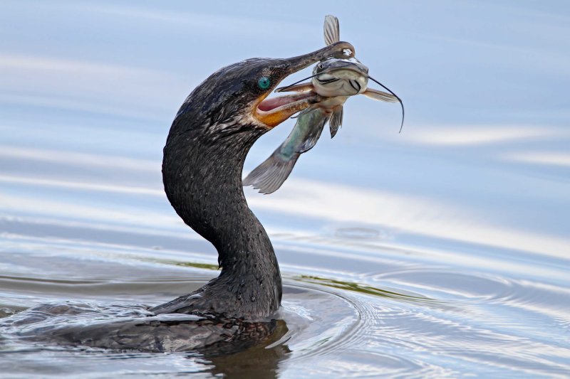 Neotropic Cormorant_0455.jpg