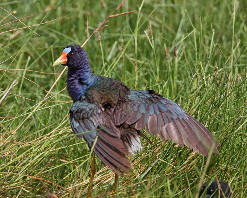 Purple Gallinule_0107.jpg