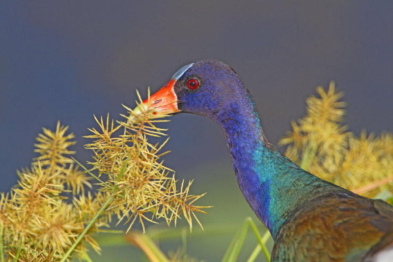 Purple Gallinule_0644.jpg