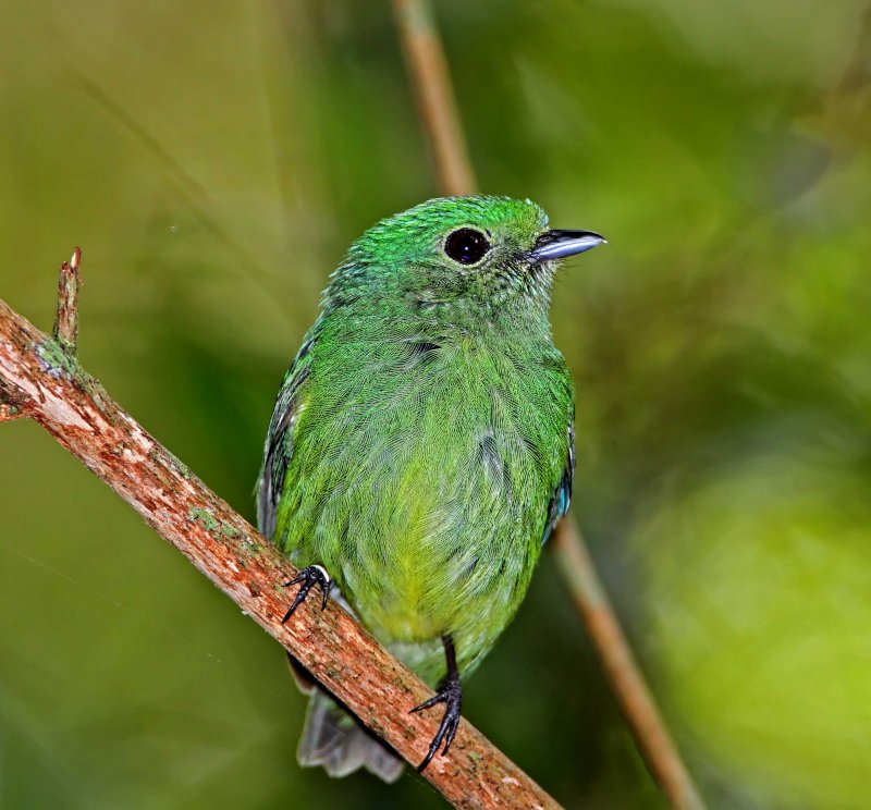 Blue-crowned Manakin - female_6259.jpg