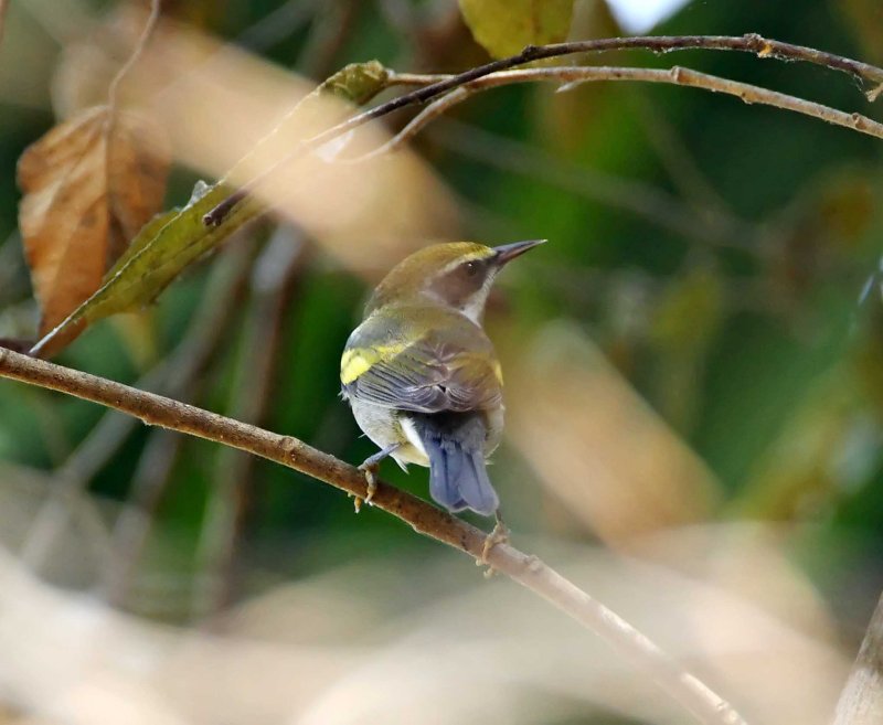 Golden-winged Warbler_9979.jpg