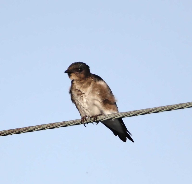 Gray-breasted Martin_6555.jpg