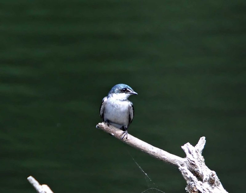 Mangrove Swallow_6175.jpg