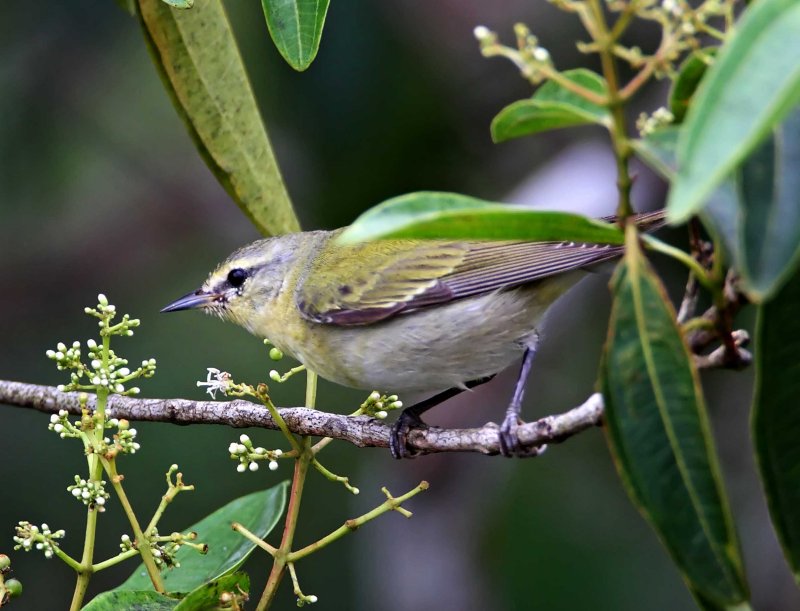 Tennessee Warbler_7502.jpg