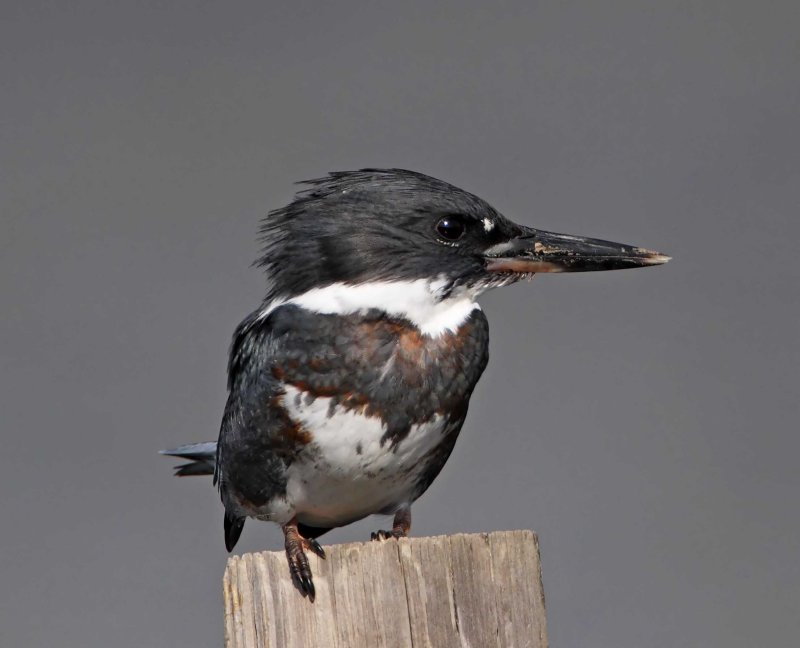 Belted Kingfisher - juvenile_0917.jpg