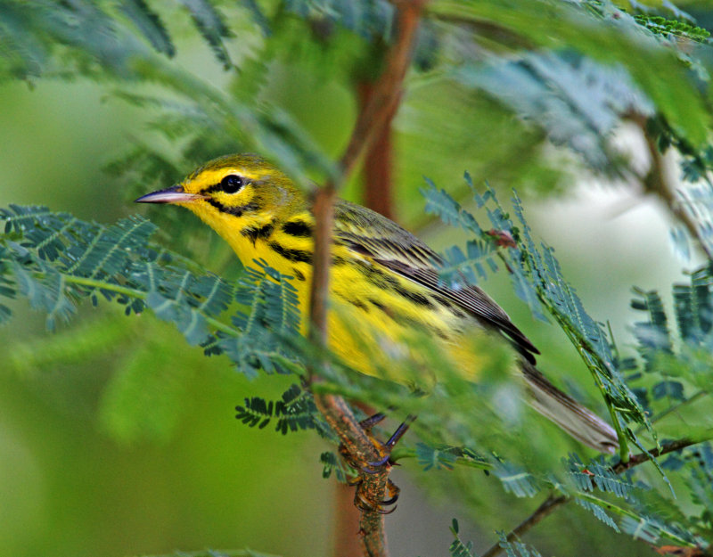 Prairie Warbler_1186.jpg